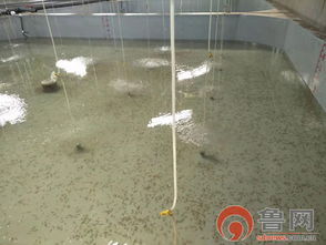 海緣養殖科技 以技術領域樹品牌，南苗北育模式促發展