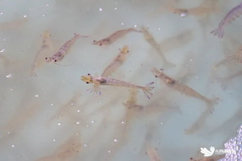 武漢臨空港經濟技術開發區探索海水養殖技術研發，助力社會民生發展